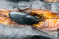 BEETLE (Large black)